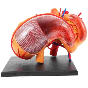 Organ De Anatomie Model De Predare Furnizarea De Ajutor De Științe Biologice Stomac Anatomice Copii Manechin