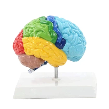 Emisfera Dreaptă A Creierului Uman Corpul Modelul 1:1 Pentru Student De Predare Studiu De Asamblare Model