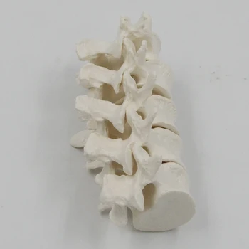 1:1 Vertebrale Modelul coloanei Vertebrale Umane Medicale Nervoase Centura de Ortopedie pentru Adulți Vertebre Lombare a coloanei Vertebrale Cervicale Modelul de Predare Învățare DIY