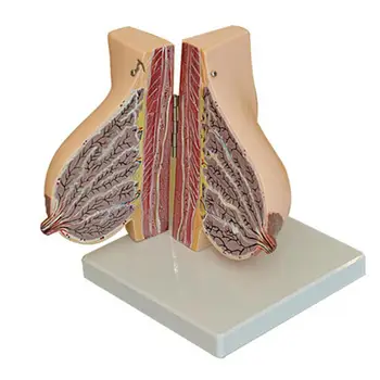 PVC Uman Feminin Lactație Anatomia Sânului Model de Anatomie Ginecologie Predare