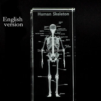 3D Stereoscopic cristal interior sculptură Uman,scheletul modelul Medical de predare a bunurilor sau cadoul Ideal 50*50*120mm