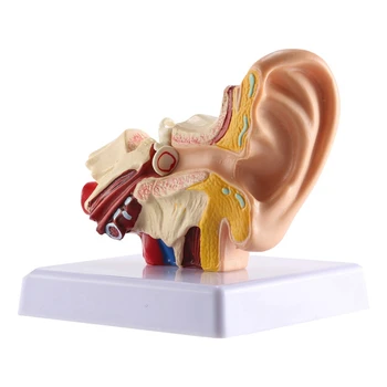 1,5 X Urechea Umană Anatomie Model - Profesionist Desktop Urechea Internă Structura Model De Simulare Pentru Educație