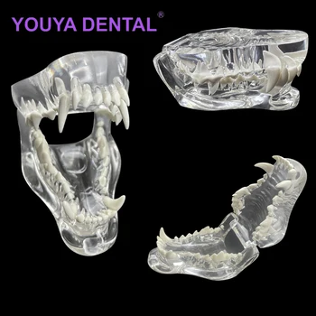 Dentare Clar Câine Orale Dinți Model Clinica pentru animale de Companie Anatomice Dinte Maxilar pentru cabinet Veterinar Educație Decor Demonstra Model