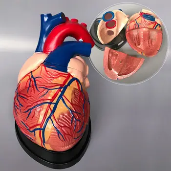 4X Viața Dimensiunea Inima Omului Vena Arterio-venoase Anatomie Cardiace Modelul Medical