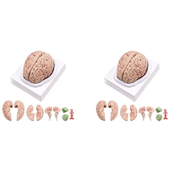 2X Creierul Uman,Viața Dimensiunea Creierului Uman Anatomie Model Cu Display de Bază, Pentru Știință Clasă de Studiu și de Predare a Afișa B